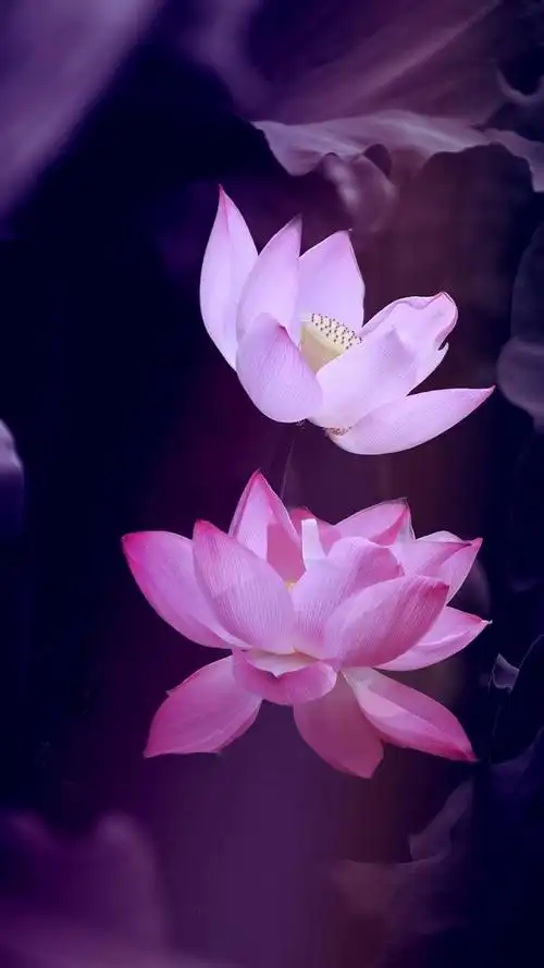 五种佛莲花图片莲叶 佛心莲花图片-图片大观-奇异网