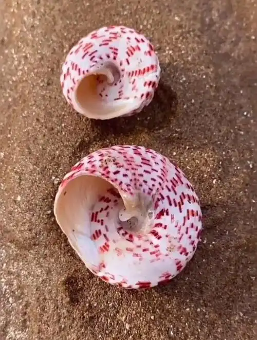 海边赶海抓海鲜,发现了两只粉红色的海螺壳