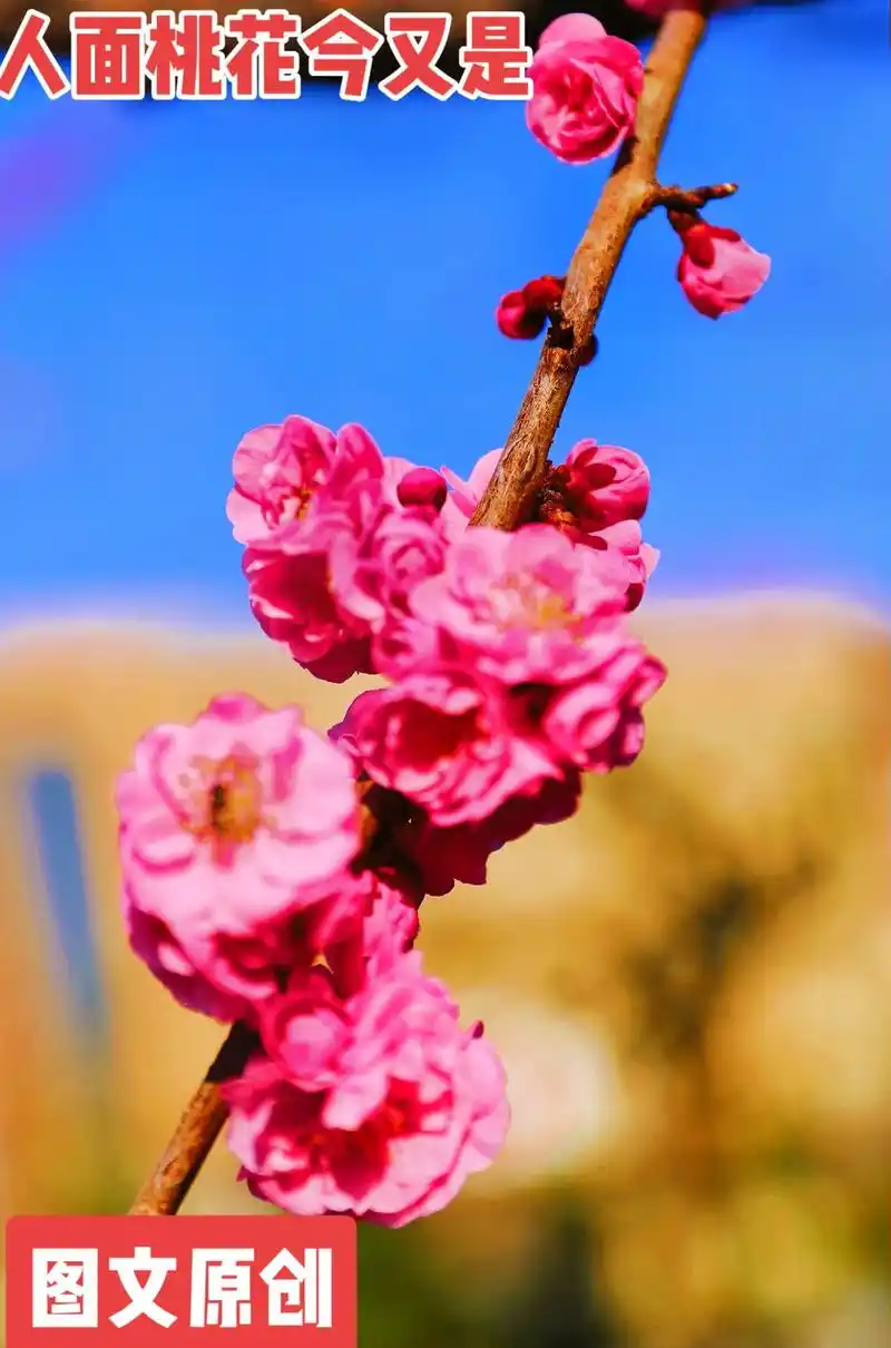 桃花盛开了,一簇簇花骨朵,粉嫩粉嫩的,喷发着春天的气息,花丛 - 抖音