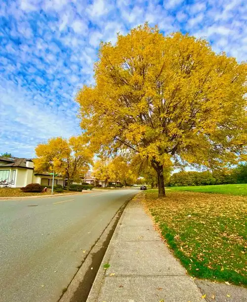 温哥华最美季节93色彩斑斓_terra nova natural park攻略_景点