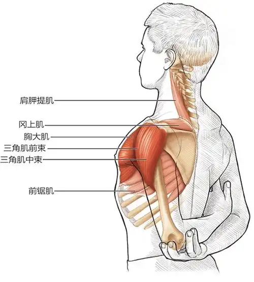 中级肩屈肌拉伸