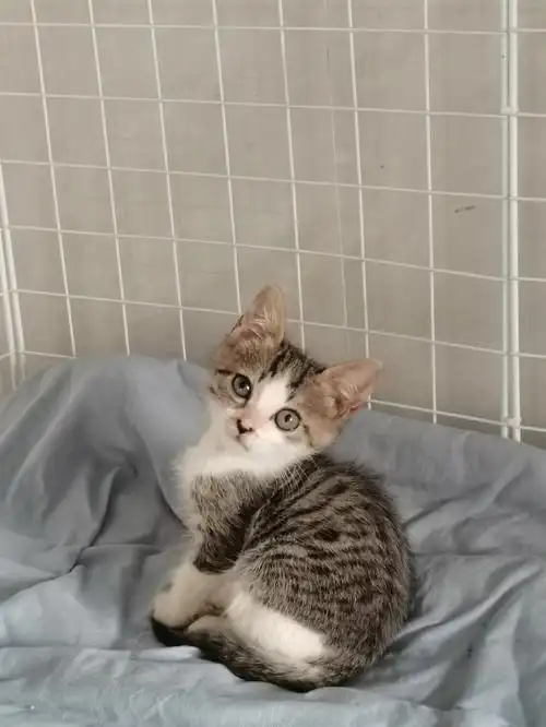 黏人美短串串妹妹找领养