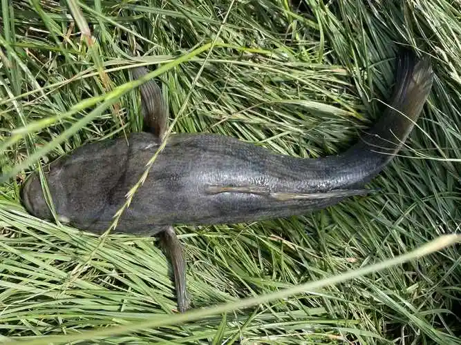 是虾虎鱼中较大的淡水名贵种类,因其肉质细腻,味道鲜美,营养价值高而