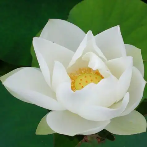 白莲花_好看的微信头像图片_扣扣居