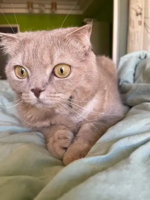 英短香槟色成猫想找个爱她的家人