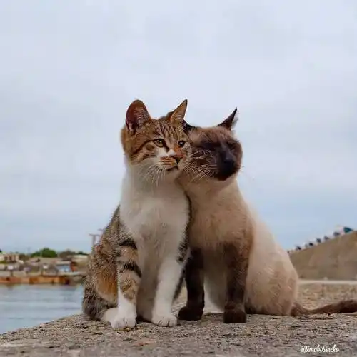 互相依偎的猫咪#这一幕看着就美好呀