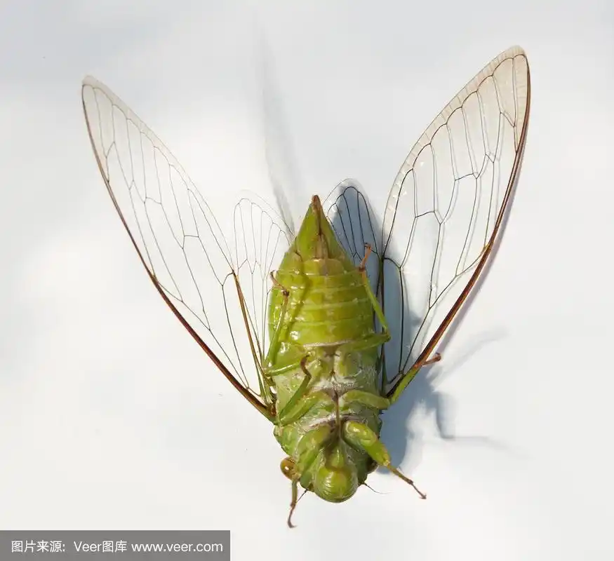 蝉,分离着色,白色背景,野生动物,翅膀