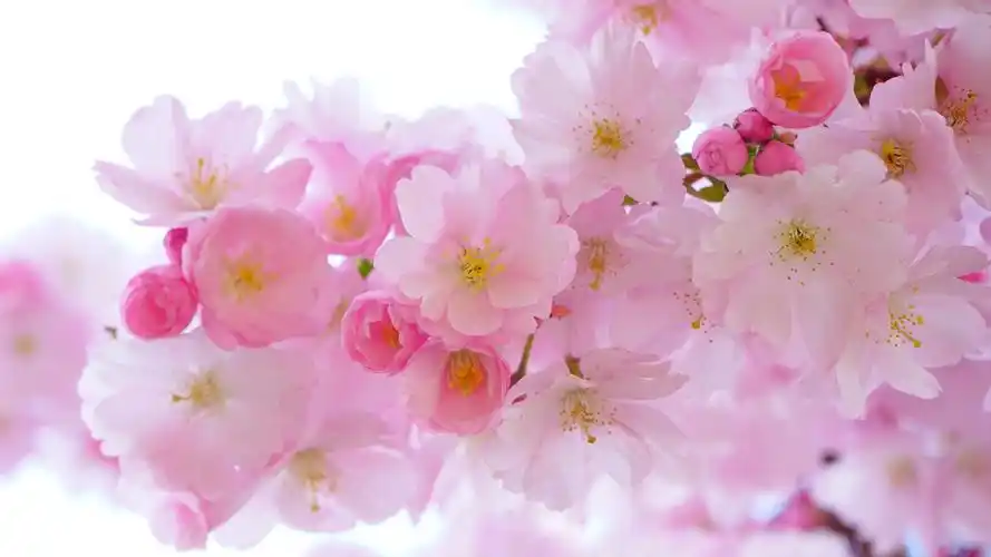 日本盛开的樱花高清桌面壁纸,植物壁纸,唯美,花卉,高清,清新,樱花