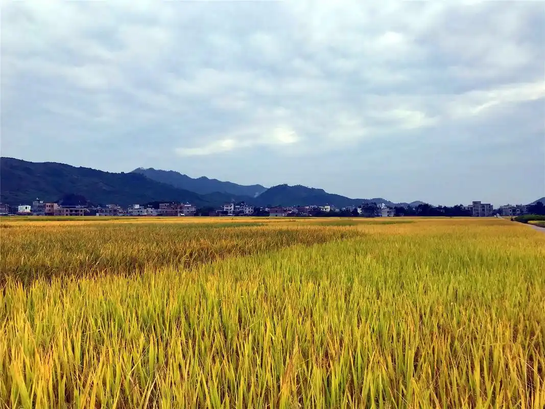 描写稻田的优美句子秋天乡村稻田风景的美句分享
