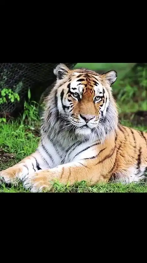 王者风范,霸气侧漏,颜值担当,虎视眈眈,是大自然进化最完美的动物.