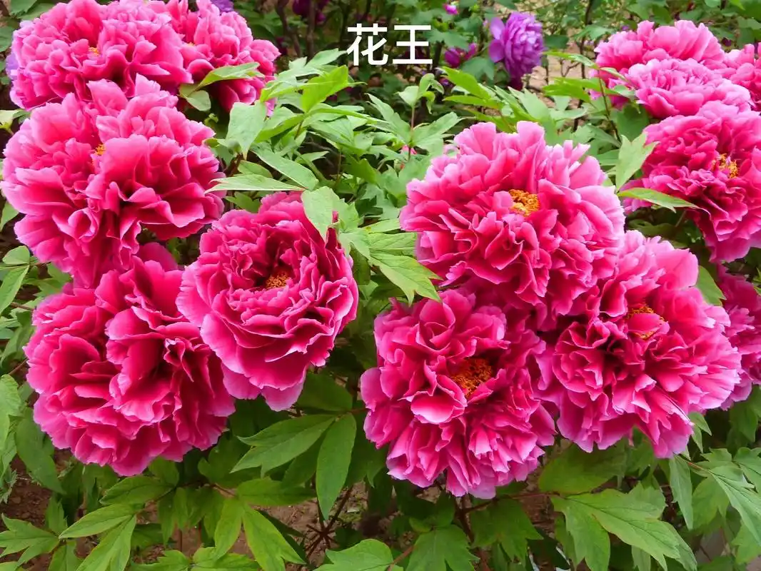 牡丹【花王】20年以上花龄,大棵牡丹,牡丹中的王者,花大色艳 - 抖音