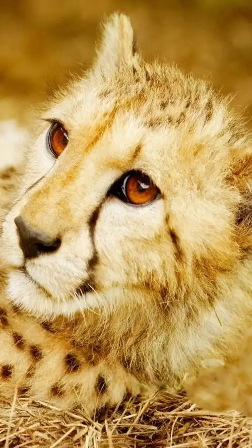 豹纹野生动物,动物-手机壁纸