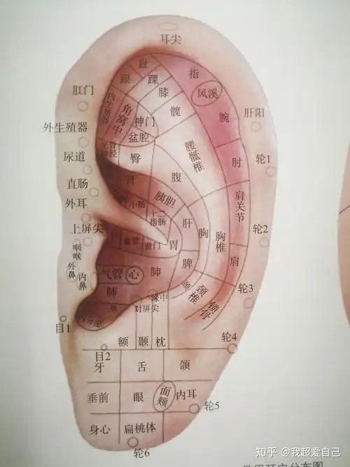 为什么人的耳屏有不同的形状? - 知乎