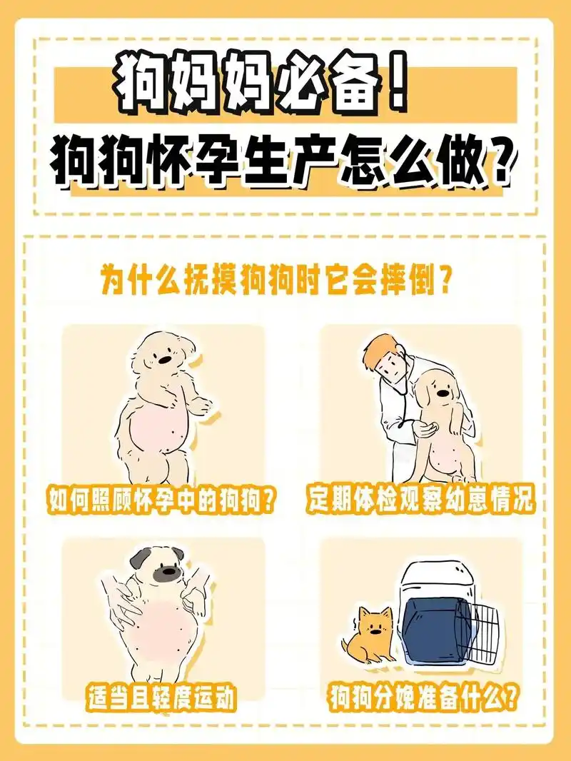 狗狗怀孕生产怎么做?#科学养宠攻略 #科 - 抖音