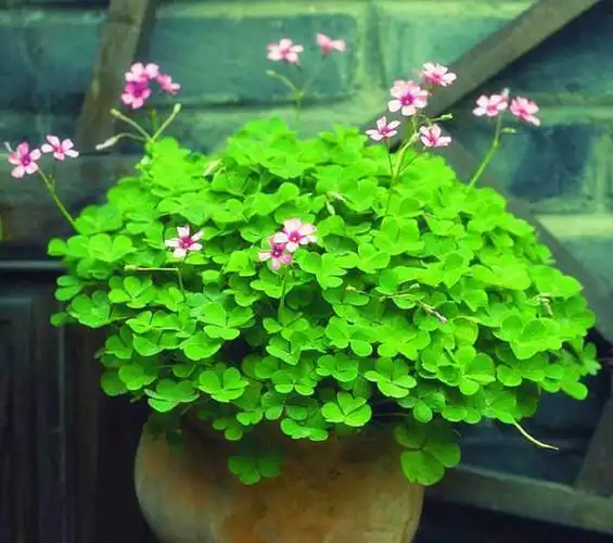 幸运草寓意着幸运,好运.