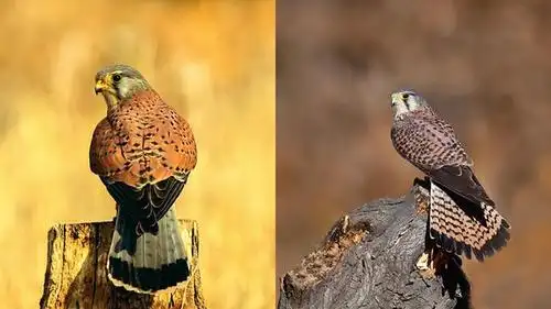 中国隼科猛禽-红隼