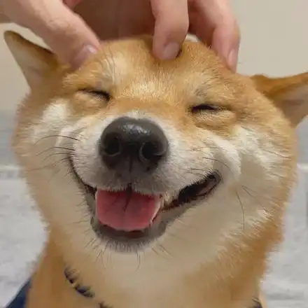 能把人融化~这笑容.阿柴就会笑得特别开心