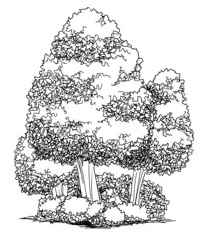 第88课树丛的画法