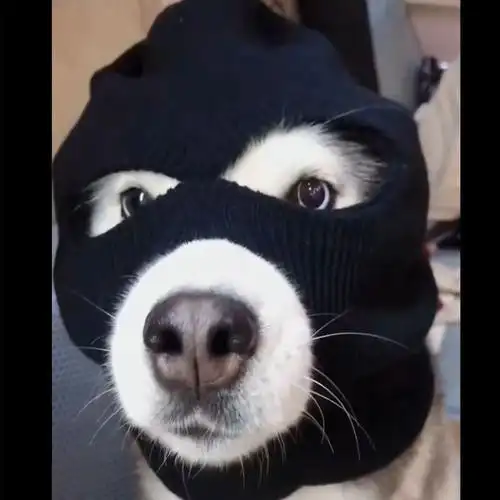 凤凰战士头套 蒙面带头套的金毛牛掰搞怪面罩凤凰战士精英网红搞笑