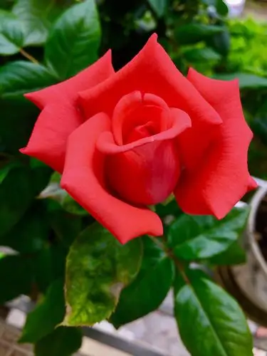 五月玫瑰含苞待放 散发香味浓酽绵长