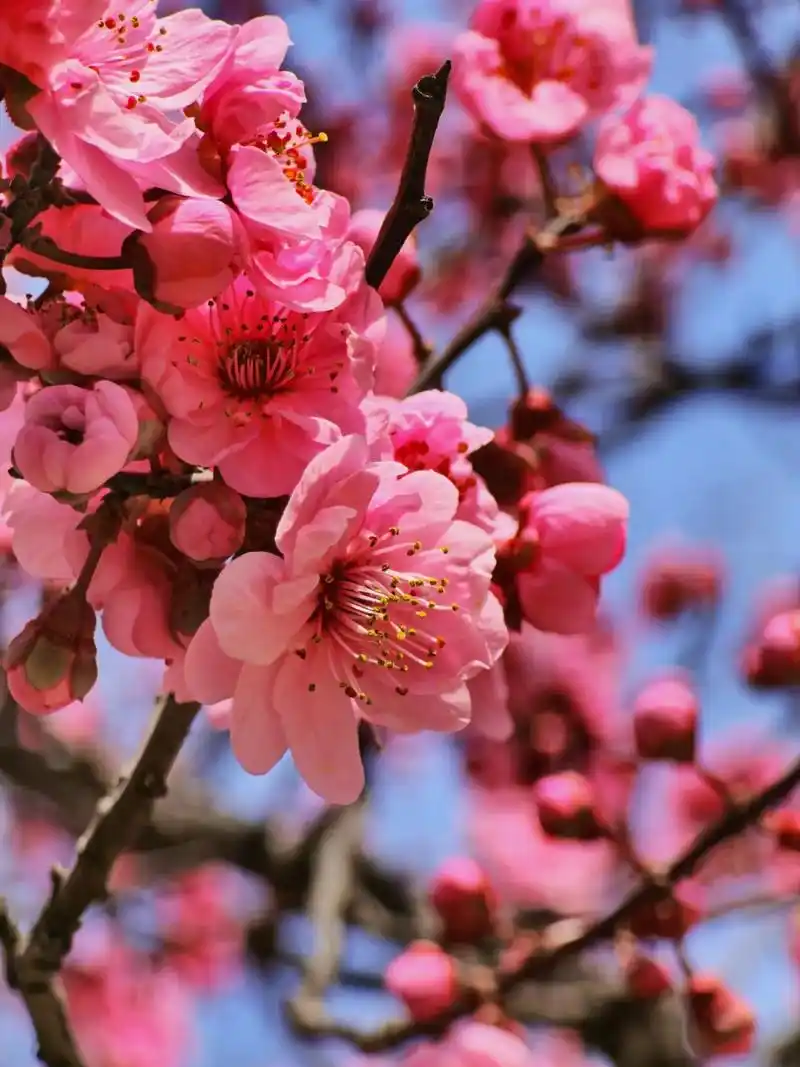 桃花红杏花白,是花儿对春天的表白.陆游在《山园杂咏》写到," - 抖音