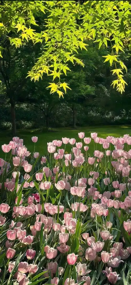 ios壁纸4k全面屏超清壁纸