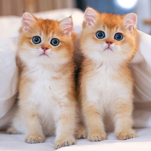 猫舍英国短毛纯种血统英短金渐层活体宠物猫小猫咪