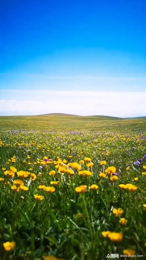 蓝天花海唯美大自然风光风景自媒体实拍