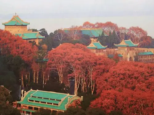 最美大学武汉大学赏醉美秋色日更