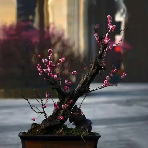红梅盆景