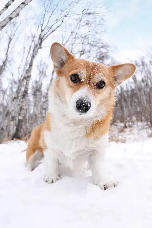 雪地里的柯基犬图片