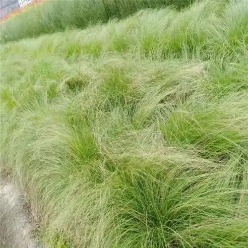 细叶针茅 细叶针芒地栽苗 基地批发花境花坛观赏草