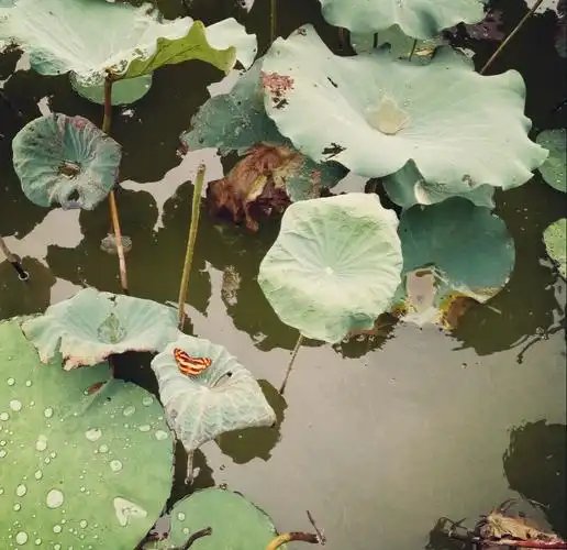 细雨朦胧,蝴蝶的翅膀被打湿,停落在一片荷叶上