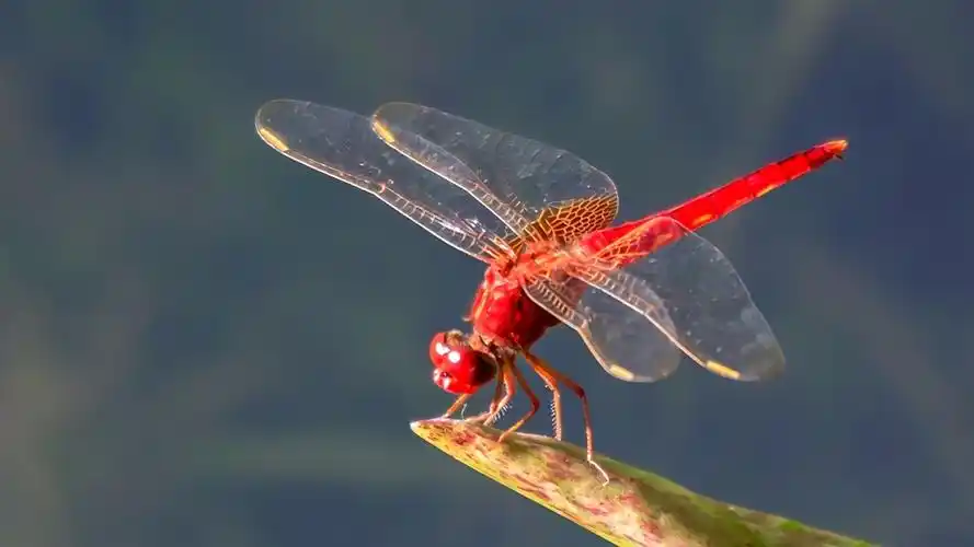 蜻蜓立荷叶