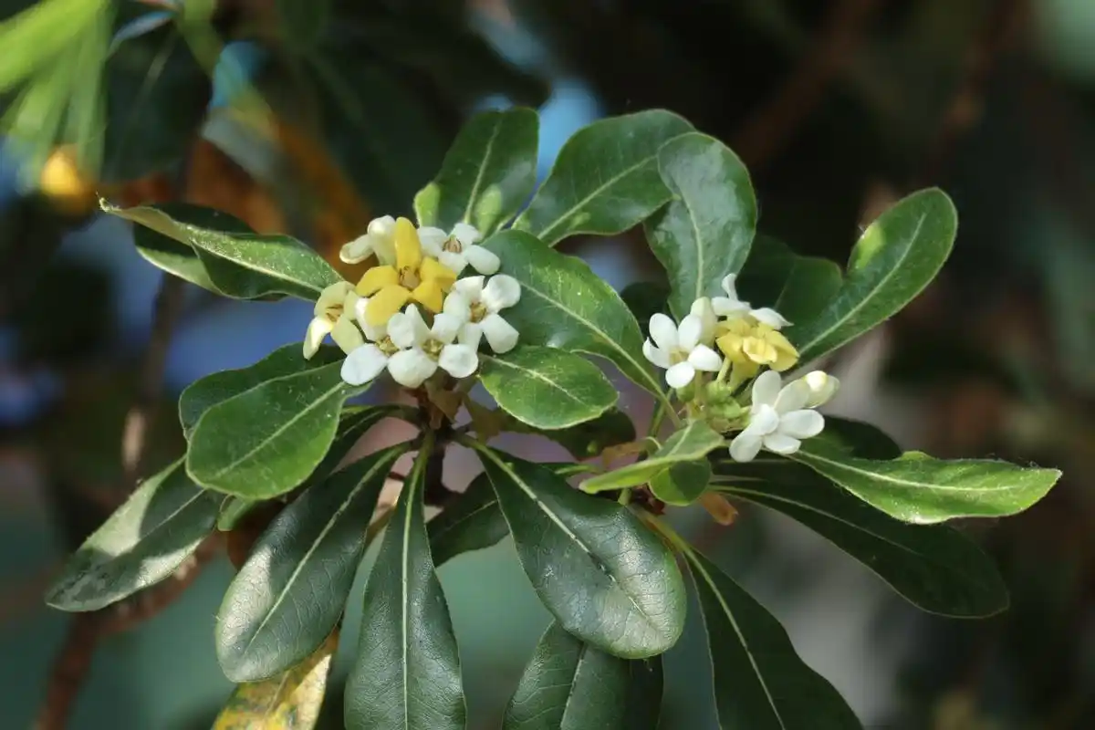 "七里香"海桐(照片原创,拍摄于青岛市区)