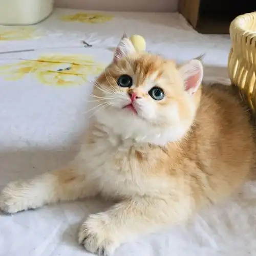 纯种英短金渐层猫幼猫可爱包子脸英国短毛矮脚猫幼崽活体宠物猫咪