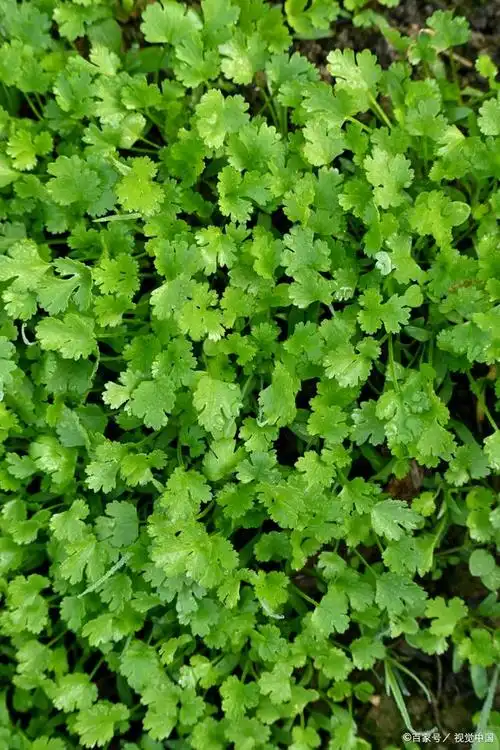 不吃香菜太可惜:4个好处,就这样被你"错过"了,这次可要收好