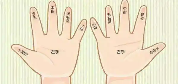 知道每只手有五个手指头:大拇指,食指,中指,无名指,小拇指,能够正确