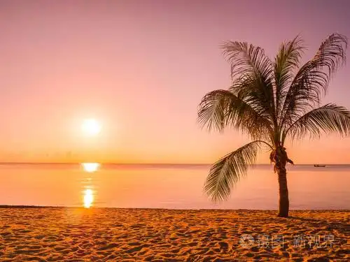 美丽的热带海滩,海洋和椰子棕榈树在日出时间旅行和度假