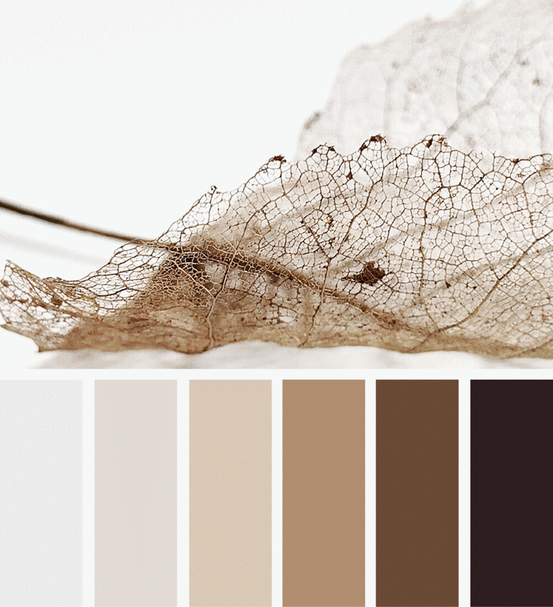 "大地色系"色卡概念展示