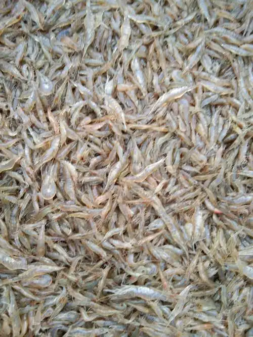 白米虾 优质河虾淡水,个大又肥,诚信诚意