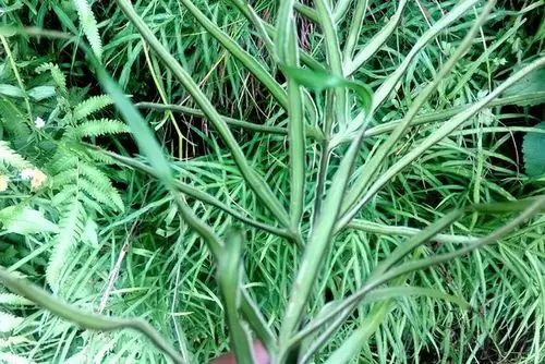 人称"金鸡尾",南方人用它煮凉茶,也许你家门前就有,别铲除|凤尾草