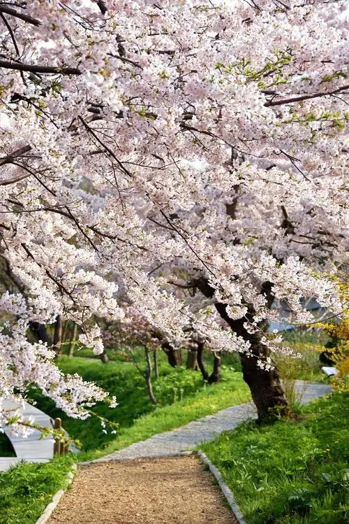 踏入五月,适逢北海道樱花满开之时.