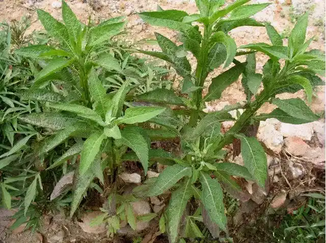 农村这种野草,农家人称"百草王",气味有些难闻,但价值很高