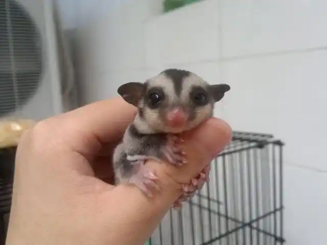 全面的教你蜜袋鼯鼠该怎么养