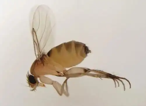 三号捣蛋虫:蚤蝇