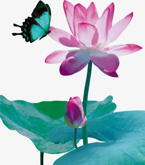 中国风水墨画荷花莲叶蝴蝶