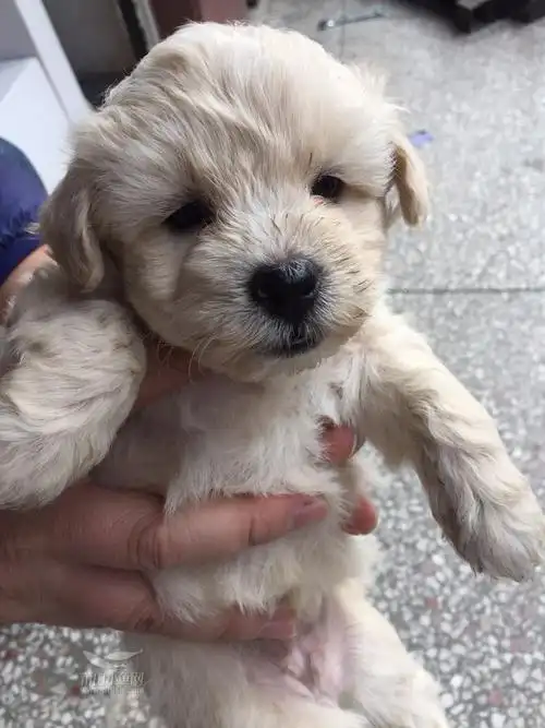 出只泰迪幼犬,刚满月