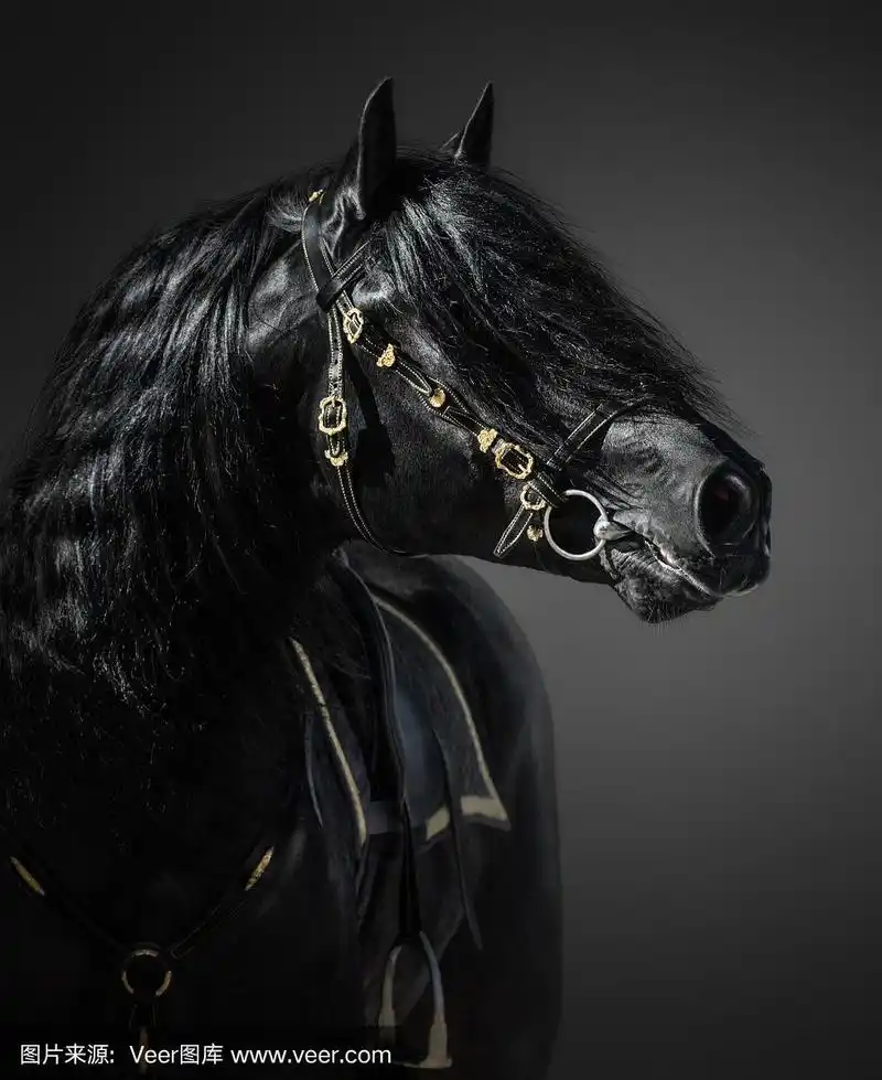 pura西班牙马在葡萄牙巴洛克笼头上的黑色背景.