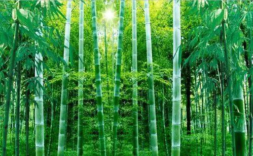高清竹林风景3d立体墙纸竹子电视背景墙布壁纸绿色客厅房卧室壁画无缝